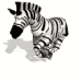 běžící zebra